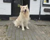 German Shepherd (Alsatian)
