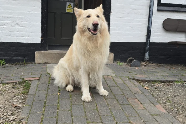 German Shepherd (Alsatian)