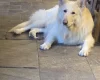German Shepherd (Alsatian)