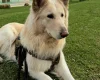 German Shepherd (Alsatian)