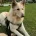 German Shepherd (Alsatian)