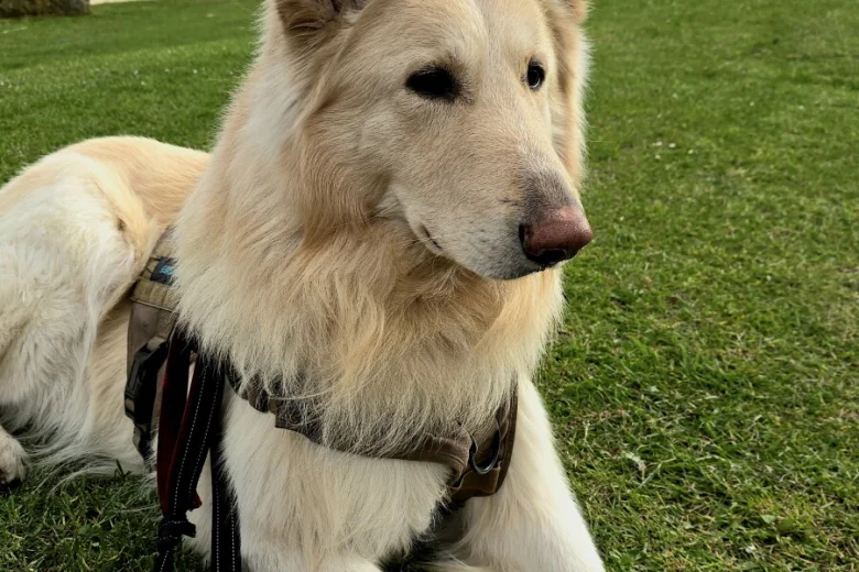German Shepherd (Alsatian)