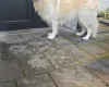 German Shepherd (Alsatian)