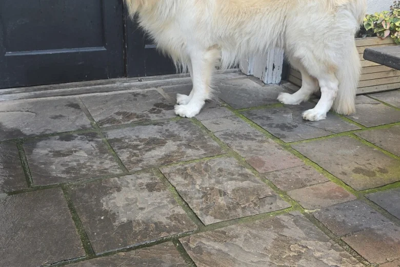 German Shepherd (Alsatian)