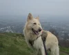 German Shepherd (Alsatian)