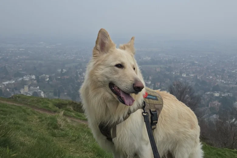 German Shepherd (Alsatian)