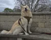 German Shepherd (Alsatian)