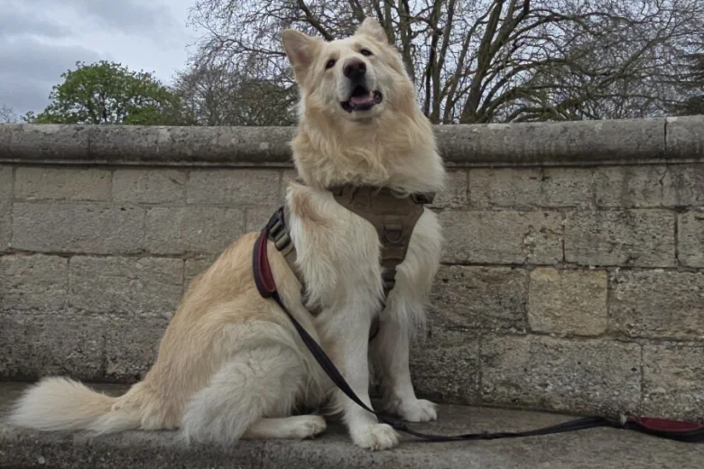 German Shepherd (Alsatian)