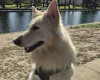 German Shepherd (Alsatian)