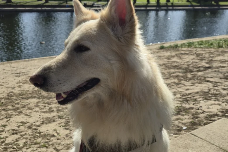 German Shepherd (Alsatian)