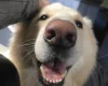 German Shepherd (Alsatian)