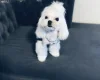 Maltese