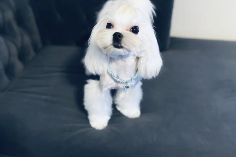 Maltese