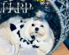 Maltese