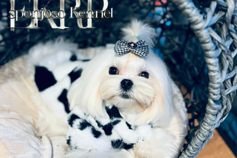 Maltese