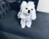 Maltese