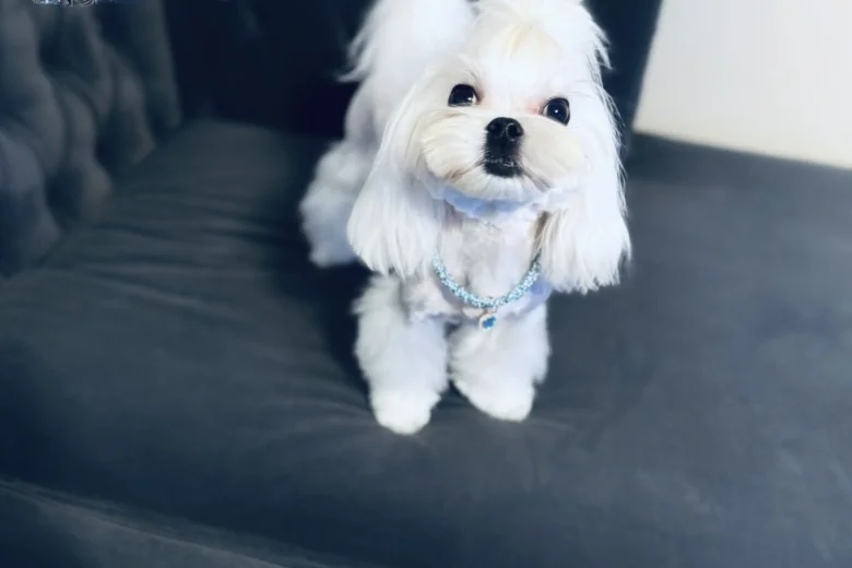 Maltese