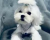 Maltese