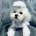 Maltese