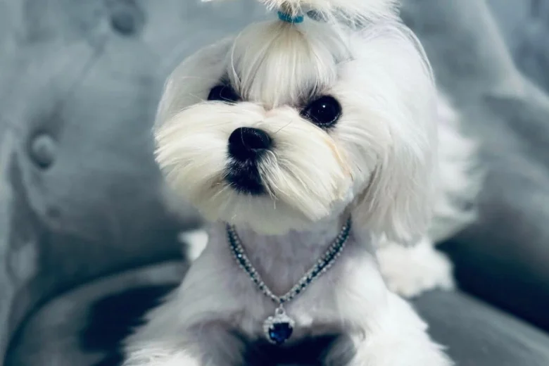 Maltese