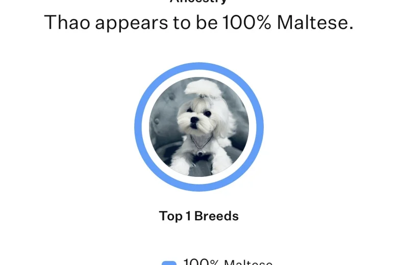 Maltese