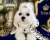 Maltese