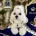 Maltese