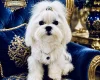 Maltese
