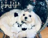 Maltese