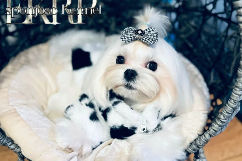 Maltese