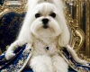 Maltese