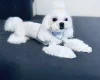 Maltese