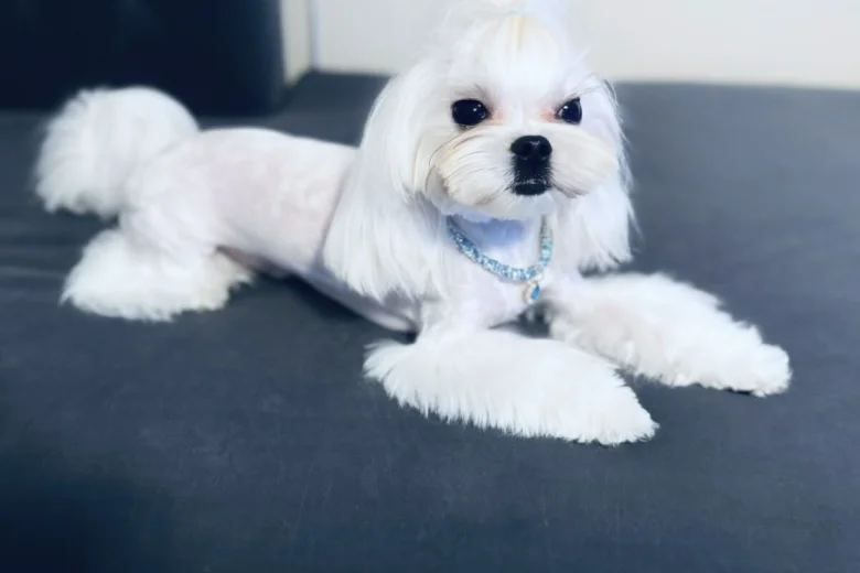 Maltese
