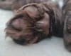 Field Spaniel