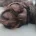 Field Spaniel