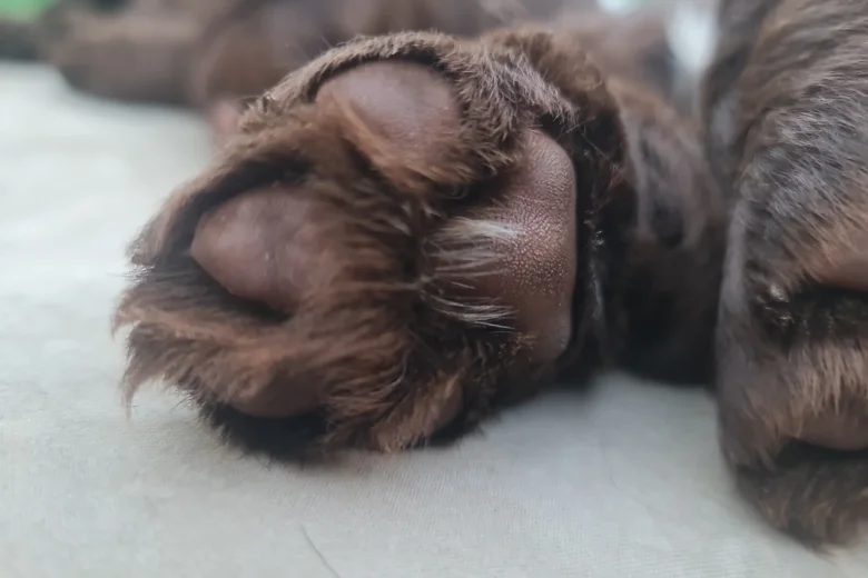 Field Spaniel