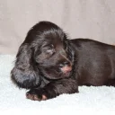 Field Spaniel