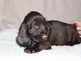 Field Spaniel