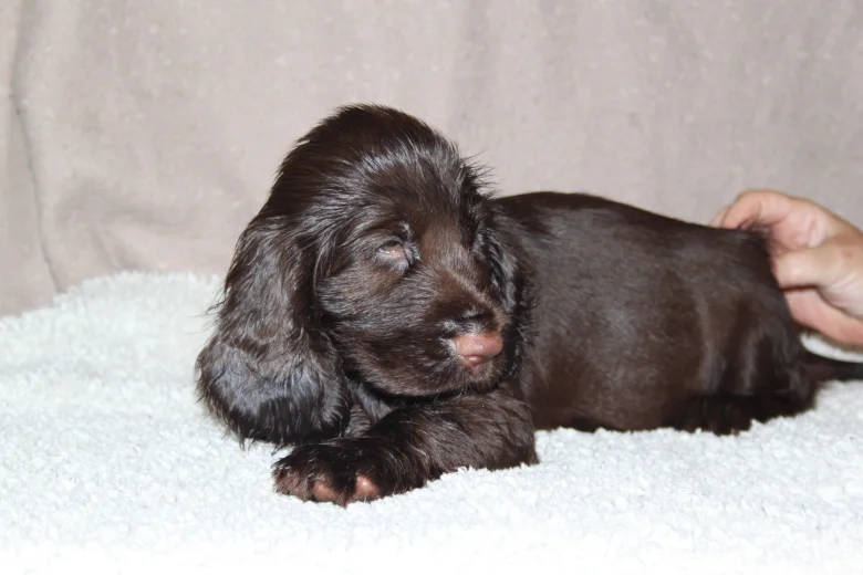 Field Spaniel