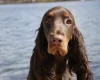 Field Spaniel