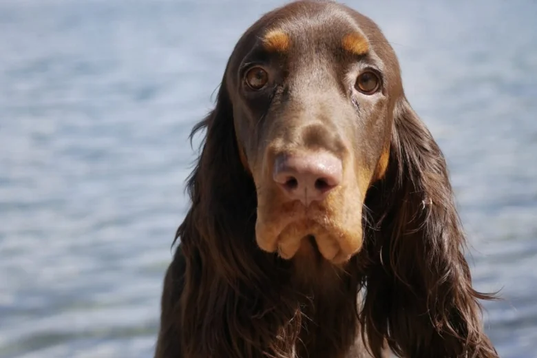 Field Spaniel