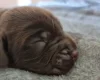 Field Spaniel