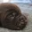 Field Spaniel