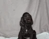 Field Spaniel