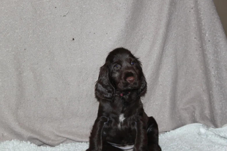 Field Spaniel