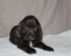 Field Spaniel