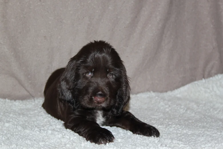 Field Spaniel