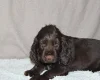 Field Spaniel