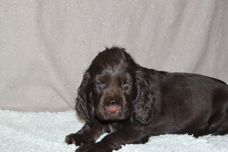 Field Spaniel