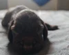 Field Spaniel